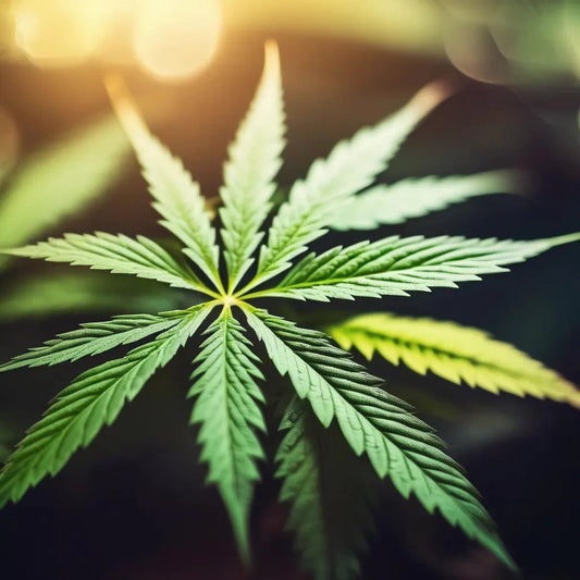 Tärkeimmät kannabinoidit – Luonnonmukaiset yhdisteet hyvinvoinnin tukena - Funky's CBD Kauppa